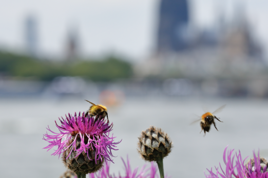 Bees and the city